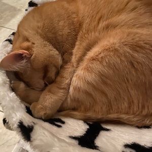 Meet your Posher, Tania